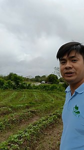 253K views · 2.4K reactions | Problema ba sa ngusong kabayo o pangungulot Ng dahon Ng okra 樂tips sa pag aalaga Ng okra殺 | Roderick Viola | Facebook