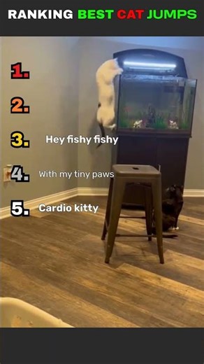 Ranking Best Cat Jumps