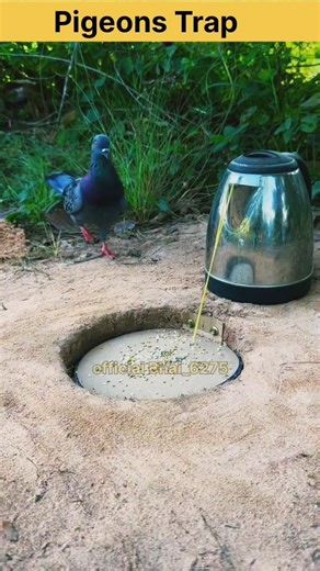 Pigeon a cutting comedy video. #youtubeshorts