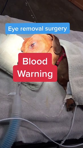 Understanding the Process of Eye Removal Surgery in Dogs