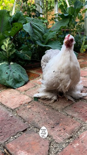 Lilac This little lady is such a personality! She is a bobtail Cochin bred by @martijnscochinpoultry (She is a bit mucky after digging up my greenhouse) #greenhouse #bobtail #cochin #chickens #happyhens #chicken #ilovemychickens #beautiful #cute #chickenjoy #garden #grow #love #pretty #white #fluff #fluffy #floof #cinderella | Eggs and Fluff