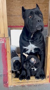 Blood Tells the Story 🧬 #canecorso #italianmastiff #blackcanecorso #canecorsopuppy | Prodigy Cane Corso Italian mastiffs