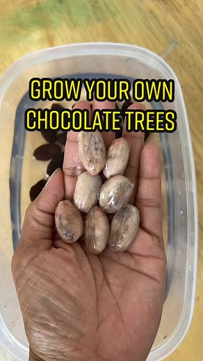 Growing Cocoa Beans: The Chocolate Tree