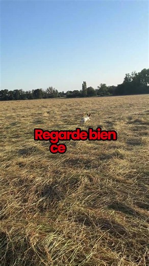Ce moment ? 5 semaines de stage. 🎯 Ton chien peut faire pareil. Pas le temps, pas les terrains, pas les oiseaux ? Contacte-moi pour préparer ta saison, ton TAN ou plus. 📩 MP pour réserver #chiendarret #dressagechien #chasse #chiendechasse #dresseurcanin https://elevage-epagneul-breton.fr https://www.facebook.com/Epagneul.Breton.du.Fief.des.Kallistos https://www.instagram.com/fiefdeskallistos https://www.youtube.com/user/thanastasios https://www.tiktok.com/@fiefdeskallistos