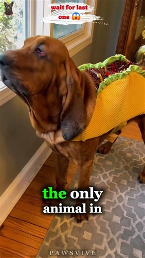 3 Dogs That Even Technology Couldn't Replace!