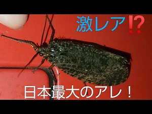 ［昆虫採集］自販機に集まる虫たちを観察（ムラサキトビケラ・シロオビドクガ）