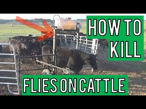 Control Flies On Cattle And Livestock - Automated Spray System