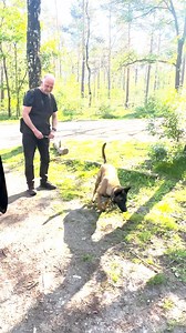 Precision Searching with Duke: Training for Real-World Scenarios 🐕🔍 In our new training video, watch as Duke, guided by Dick using a stick, meticulously searches for a tiny object. This method teaches Duke to focus his search on specific areas, an essential skill for practical detection work where the target might be as small as a blood drop or a trace of forensic evidence. This precise training is crucial for situations like crime scene investigations, where every detail counts. Interested in