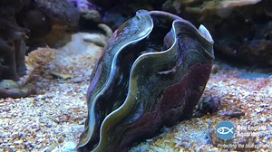 Giant clam opens up
