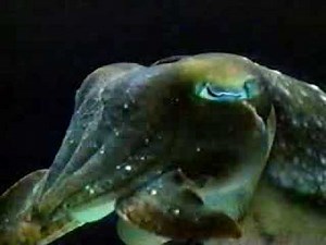 1996 Discovery Channel Sign-Off