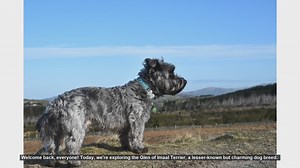 Glen of Imaal Terrier: Pros and Cons of This Unique Breed