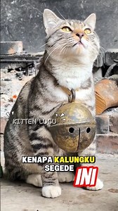 Angry Confused Cat Reacts to Oversized Collar | Funny Pet Moment #funnycat #petmoments