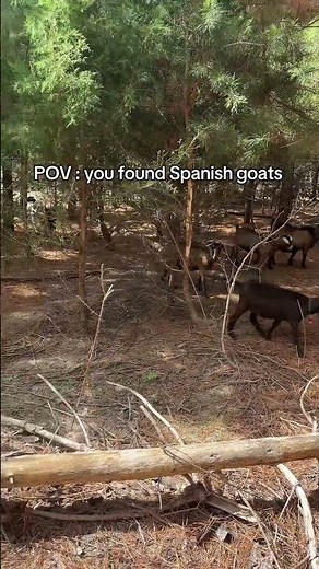 Discover Rare Spanish Goats in the Wild: A Unique Encounter #Wildlife #GoatAdventures