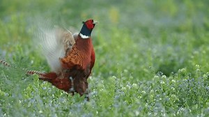 Common pheasant (Phasianus colchicus) call, bird display and crowing