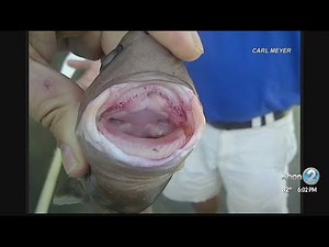 Cookiecutter shark attacks swimmer off Hawaii