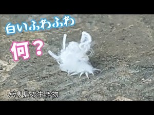 [ハゴロモの幼虫] 初めて見たふわふわの白い虫。その正体は!?