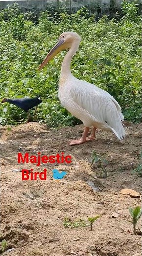 Why Pelicans are Majestic? #pelican #birds #nature