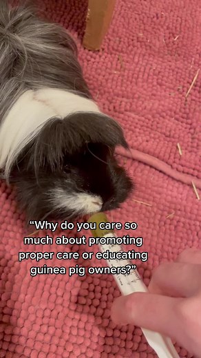 Lessons Learned from Caring for Guinea Pigs