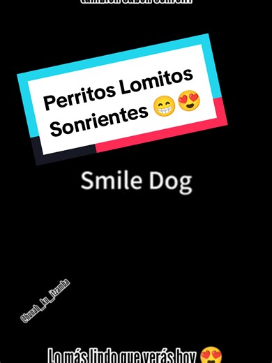 Cuál sonrisa te gustó más? 🤔Dímelo en los comentarios. #Smiling #Smile #Sonrie #Perritos #Lomitos