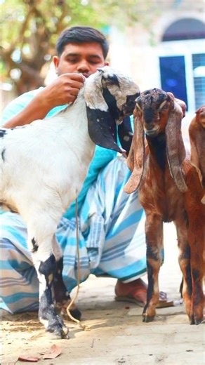 হাই কোয়ালেটি পাঠা সহ ৫ টি ছাগলের দাম। #farmbanijjo #goat #whitegoat #goatfarming