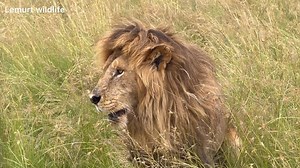 The beautiful evening lion marking territory Part 2 | Lemurt Wildlife