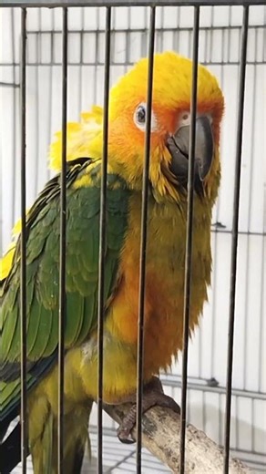 sun conures
