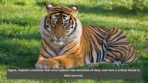 10 Key Organizations Fighting Tiger Poaching