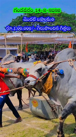 Narayana Pachabatla on Instagram: "gandavaram //yadula pandalu 14-2-2026 first prize"