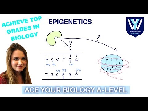 Epigenetics | A-Level Biology Revision Masterclass | AQA, OCR, Edexcel, WJEC
