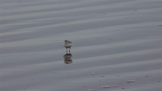 P.E.I. spring brings annual warnings aimed at protecting plovers