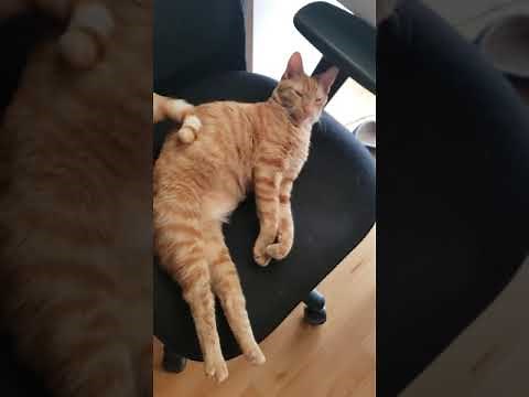 Cat Makes Cute Noises When They Wake Up After Sleeping - 1178711
