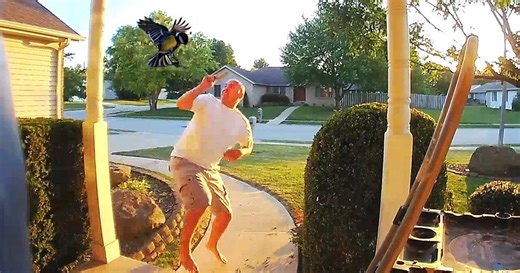 CAUGHT IN 4K! 😆 Best Security Camera Fails