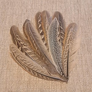 Pheasant Hen Bird Feathers | Natural Feathers | Feather | Crafting Feather - Etsy UK