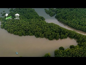 International Day for the Conservation of Mangrove Ecosystems - #MangroveDay