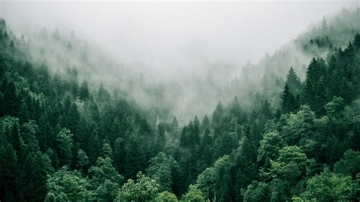 Tree Crops Overlooked in Policies Despite Critical Role in Sustainability Goals