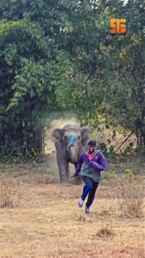 Run... 😮#wildelephant #wildlife #elephantattack #escape #viral #miraculous #shots