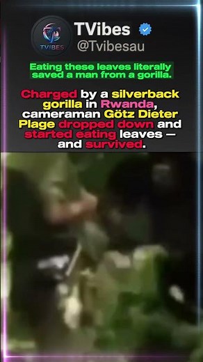 A Silverback Gorilla Charged This Cameraman In Rwanda — His Response Saved His Life.