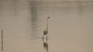 A great egret (Ardea alba), also known as the common egret, large egret, or (in the Old World) great white egret or great white heron wading through shallow water - slow motion