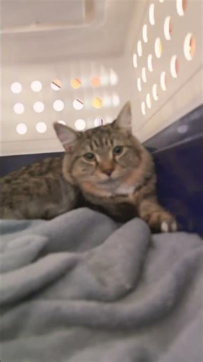 ROOM TOUR OF THE TEMPORARY CAT ROOM #cats#cute#oreo#chip