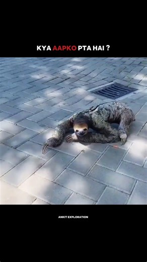 इतना कौन सोता है 😨 दुनिया का सबसे धीरे चलने वाला जानवर । #facts #animals #wildlife #fight