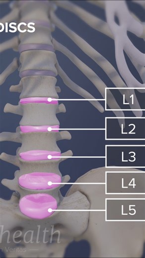 Need a better understanding of lower back pain? Discover the basics of lumbar disc anatomy — how your spinal discs function, what causes disc bulges or herniation, and why proper posture matters. | Spine-health