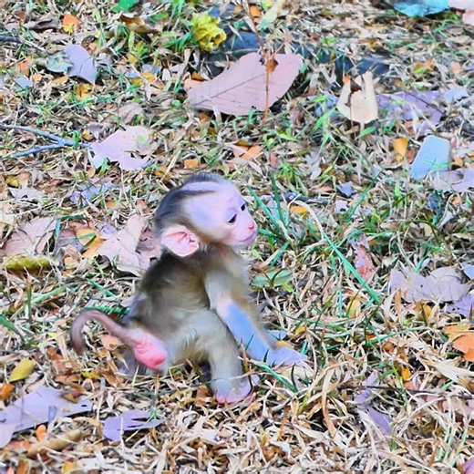 Mom and Sister Safeguard Baby Lucan During Playtime