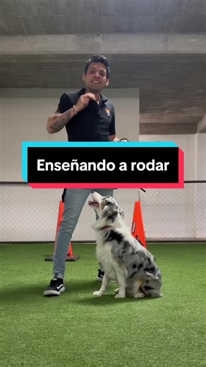 Cómo Enseñar a Tu Perro a Rodar - Tutorial de Adiestramiento Canino