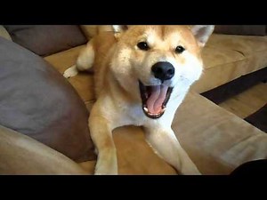Angry Shiba Inu part 1