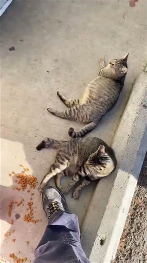 Some cuties 🥰 #catshorts #catmorning #catvideos #breakfast