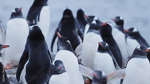 Penguin Colony Antarctica Wildlife, Huddle of Lots of Gentoo Penguins Huddling for Warmth, Large Group of Penguins and on Antarctic Peninsula Animals Vacation, on Rocky Rocks Landscape Scenery