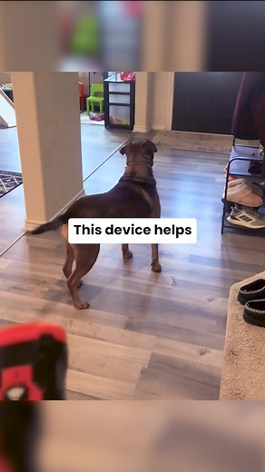 You won’t believe how calm your dog becomes with this! 😲💫🐕‍🦺 🐾 Handheld Ultrasonic Dog Bark Control Device 🐾 Stops Loud Barking 🐾 Gentle Dog Training Get yours now before it's sold out! | Happy-Luna