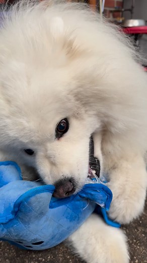 1.3K views · 1K reactions | No one can take Mika’s teddy | Samoyed Mika | Facebook