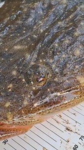 MY BIGGEST FLATHEAD YET! Botany Bay (Sydney) 🎣 77cm of pure shovel-head 🤯 Fresh mullet on a circle hook did the damage — proof that good things come to those who bait 😉 Massive shoutout to my net man NautiJade for sealing the deal 🙌 Gear: Rod: Rovex Genesis 2–4kg Reel: Ryobi Affinity 2000 Braid: Rovex 10lb Leader: Rovex 8lb Fluorocarbon @jarviswalkerbrands #fishing #fishingaustralia #flathead #BotanyBay #fishtok #FlatheadFishing #PBFlathead #BaitFishing #SydneyFishing #ShovelHead #landbasedf
