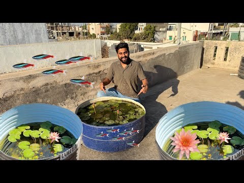 Z Black Guppy Fish Ka Water Change Kiya Aaj 😍